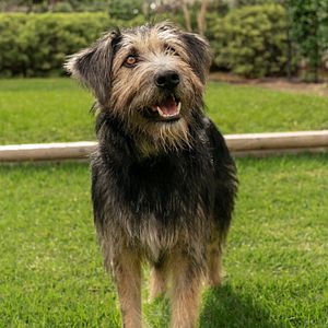 Bilder Susi und Strolch