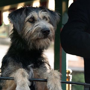 Bilder Susi und Strolch