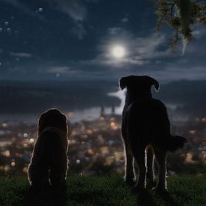 Bilder Susi und Strolch