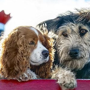 Bilder Susi und Strolch