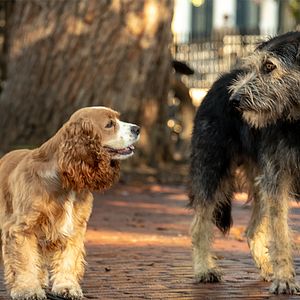 Bilder Susi und Strolch