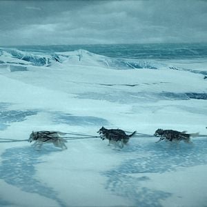 Bilder Togo: Der Schlittenhund