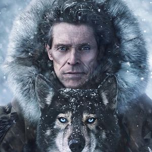 Bilder Togo: Der Schlittenhund