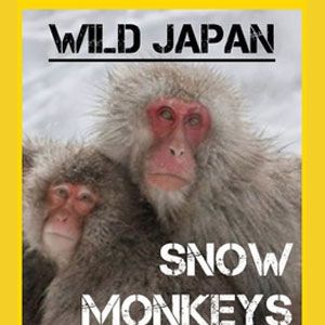 Bilder Wildes Japan: Schneeaffen