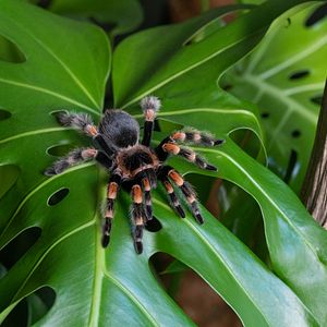 Bilder Max und die Wilde 7