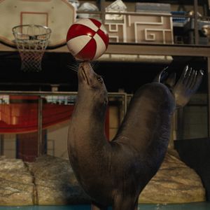 Bilder Der einzig wahre Ivan