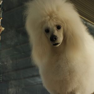 Bilder Der einzig wahre Ivan