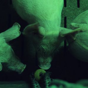 Bilder Regeln am Band, bei hoher Geschwindigkeit