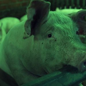 Bilder Regeln am Band, bei hoher Geschwindigkeit