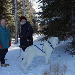 Bilder Die Rückkehr der Wölfe