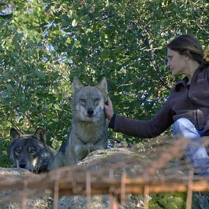 Bilder Die Rückkehr der Wölfe