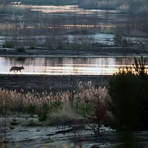 Bilder Die Rückkehr der Wölfe