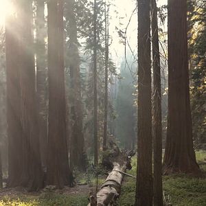 Bilder Selbst Geheilt