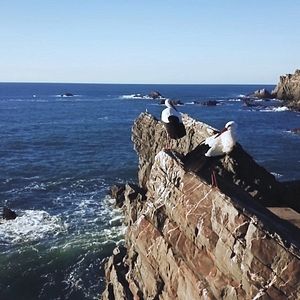 Bilder Selbst Geheilt