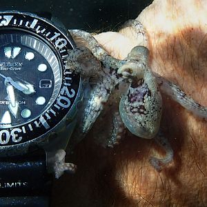 Bilder Mein Lehrer, der Krake