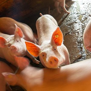 Bilder Im Berg dahuim