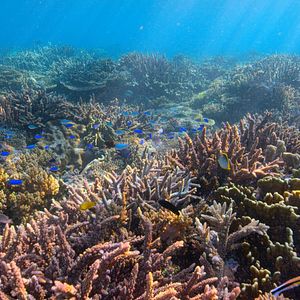 Bilder David Attenborough: Mein Leben auf unserem Planeten