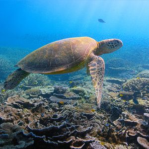 Bilder David Attenborough: Mein Leben auf unserem Planeten