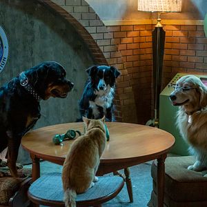 Bilder Cats & Dogs 3: Pfoten vereint!