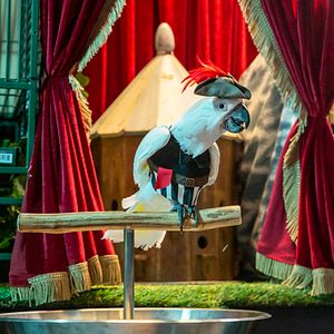 Bilder Cats & Dogs 3: Pfoten vereint!