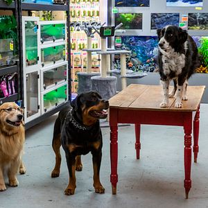 Bilder Cats & Dogs 3: Pfoten vereint!