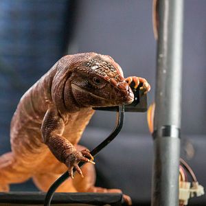 Bilder Cats & Dogs 3: Pfoten vereint!