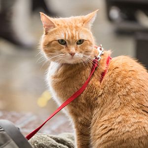 Bilder Ein Geschenk von Bob