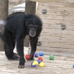 Bilder Triff die Schimpansen