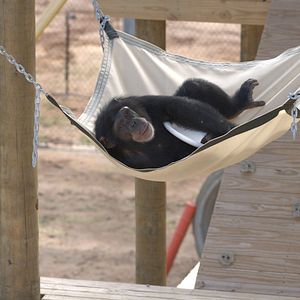 Bilder Triff die Schimpansen