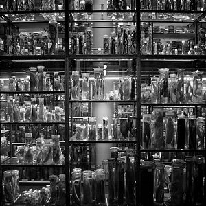 Bilder Das perfekte Schwarz