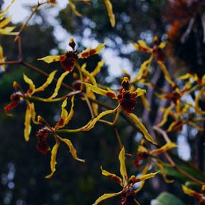 Bilder Homo Botanicus