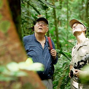 Bilder Francis Hallé