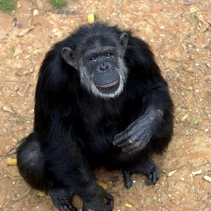 Bilder Triff die Schimpansen