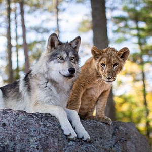Bilder Der Wolf und der Löwe