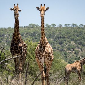 Bilder On The Wild Side - Gegen die weltweite Jagd