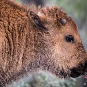 Bilder On The Wild Side - Gegen die weltweite Jagd