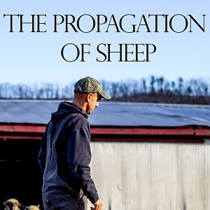 Bilder Die Vermehrung von Schafen