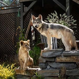 Bilder Der Wolf und der Löwe