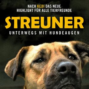Bilder Streuner - Unterwegs mit Hundeaugen