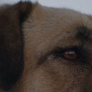 Bilder Streuner - Unterwegs mit Hundeaugen