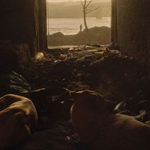 Bilder Streuner - Unterwegs mit Hundeaugen