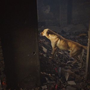 Bilder Streuner - Unterwegs mit Hundeaugen