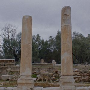 Bilder Streuner - Unterwegs mit Hundeaugen