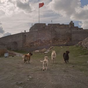 Bilder Streuner - Unterwegs mit Hundeaugen