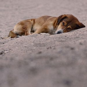 Bilder Streuner - Unterwegs mit Hundeaugen
