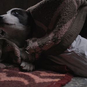 Bilder Streuner - Unterwegs mit Hundeaugen