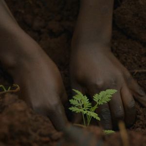 Bilder Das Fieber – Der Kampf gegen Malaria