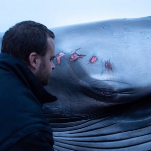 Bilder Fra det vilde hav