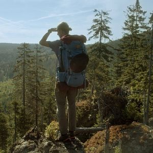 Bilder Der wilde Wald - Natur Natur sein lassen