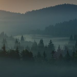 Bilder Der wilde Wald - Natur Natur sein lassen